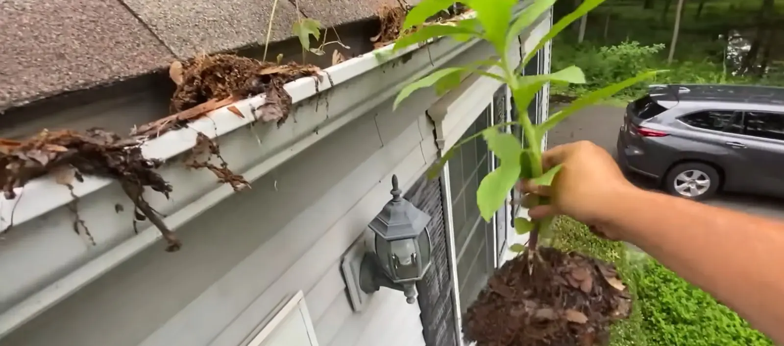 Hand clearing a plant and debris out of a clogged gutter in Buffalo, NY