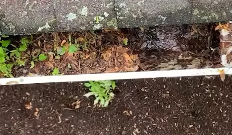 Clogged gutter full of leaves needing seasonal cleaning in Buffalo, NY